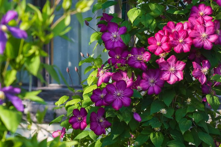 Prendre soin des clématites dans le jardin