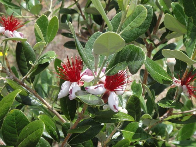 Trucs et astuces pour le soin d'une fleur de feijoa