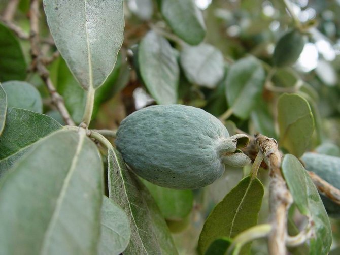 Feijoa. Grandir à la maison. Soins infirmiers et reproduction.