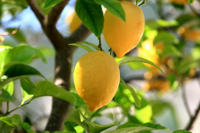 Citron d'intérieur. Soin au citron. Citron dénoyauté