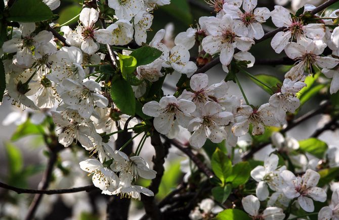 les gelées printanières peuvent détruire les bourgeons et les fleurs