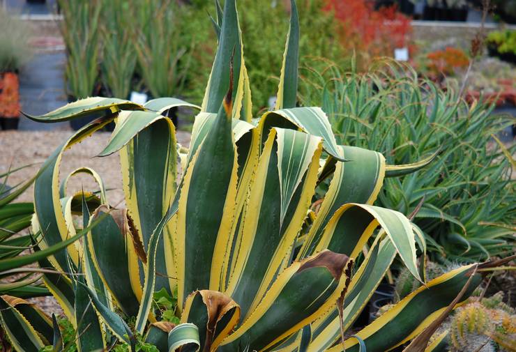 Agave américain