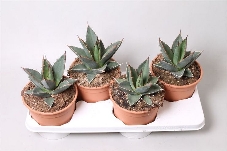 Agave de chambre fertilisante