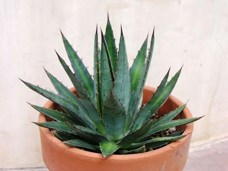 Agave