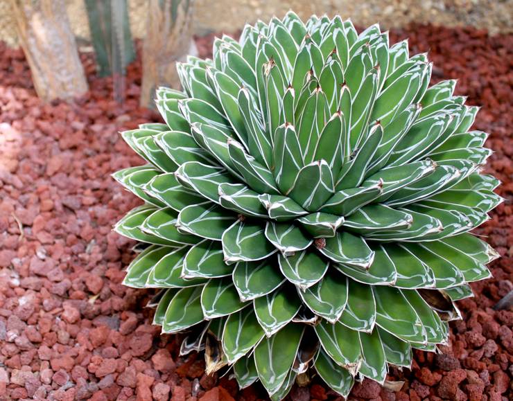 Agave de la reine Victoria