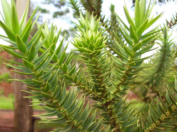 Araucaria à feuilles étroites