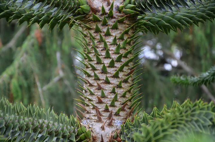 Araucaria chilienne