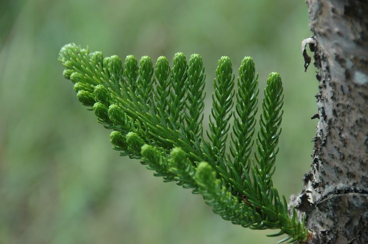 Cuisinier Araucaria