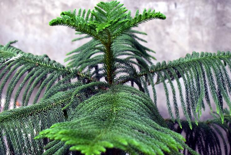 Araucaria panachée