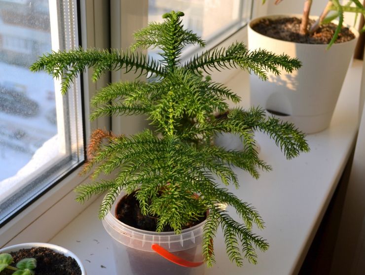 Soins à domicile pour Araucaria