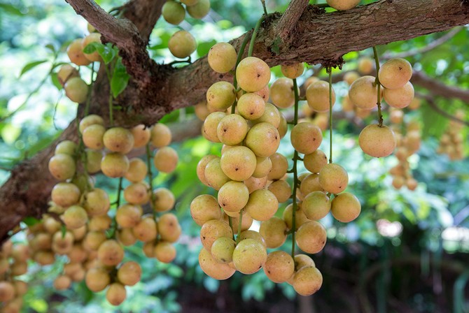 Raisins birmans: arbre fruitier à feuilles persistantes et fruits exotiques