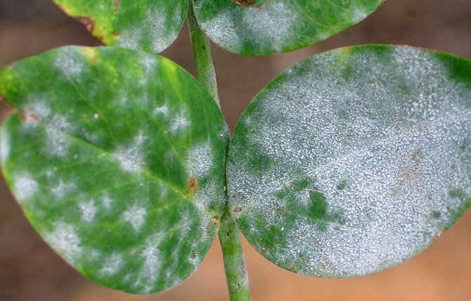 Maladies des plantes d'intérieur