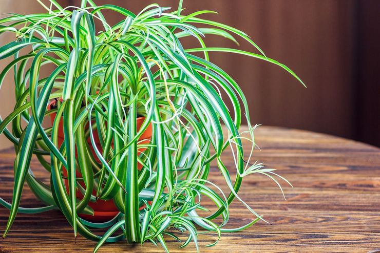 Cape de chlorophytum