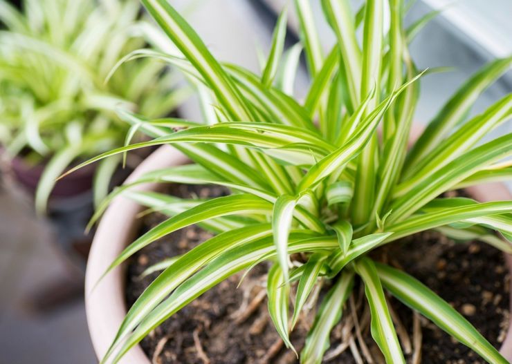 Sol pour la culture du chlorophytum