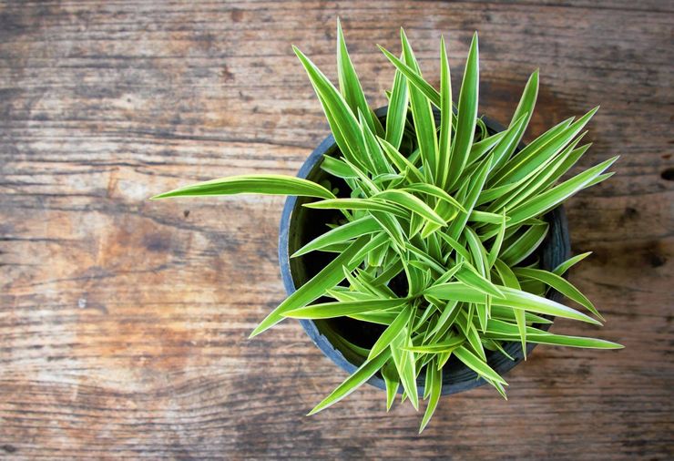 Règles de base pour la culture du chlorophytum