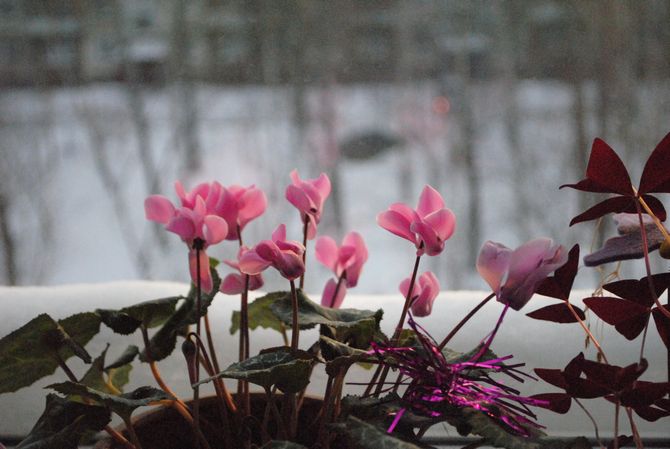 Prendre soin des plantes d'intérieur en hiver