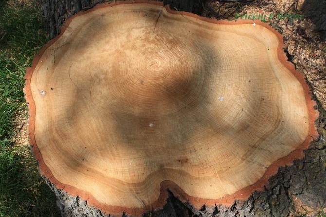 Bois de chêne, solide et durable avec une nuance brun clair à brun jaunâtre qui s'assombrit avec le temps