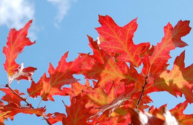 Comment bien planter et faire pousser du chêne rouge dans son propre jardin