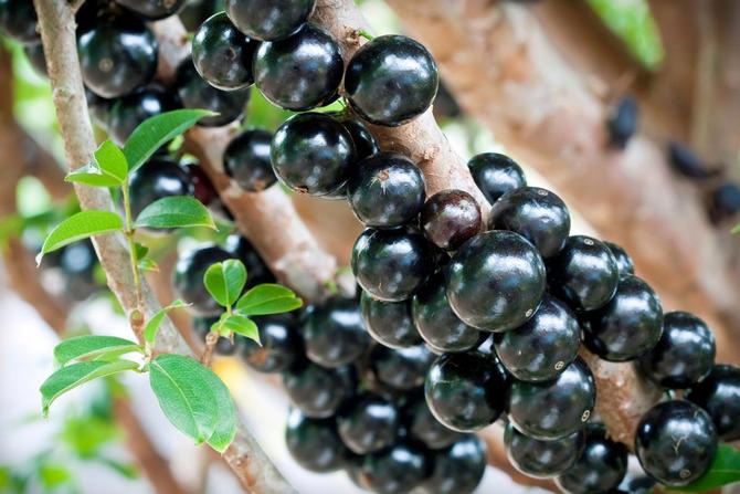 Jaboticaba