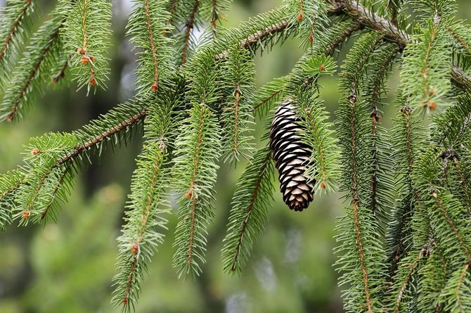 Les pommes de pin sont récoltées en été et séchées sous des auvents