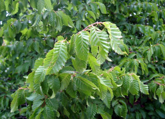 Charme Primorsky (à feuilles de cœur)