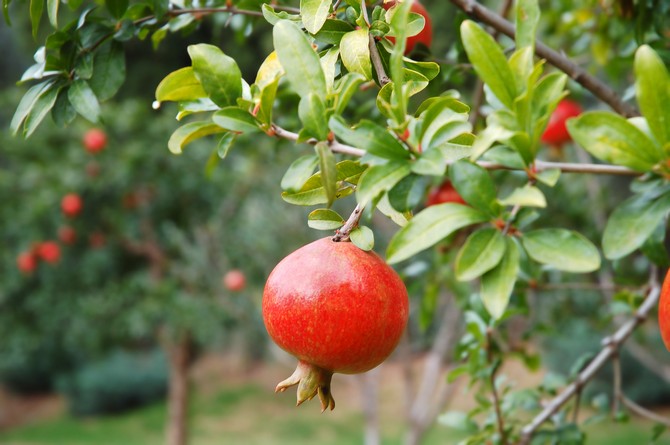 Planter et cultiver un arbre fruitier de grenade dans le jardin