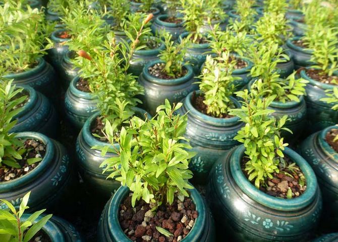 Planté en terre au printemps ou à l'automne sur un site bien éclairé par le soleil