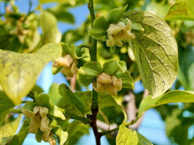 au fil du temps, vous pouvez profiter de l'apparition des premières fleurs