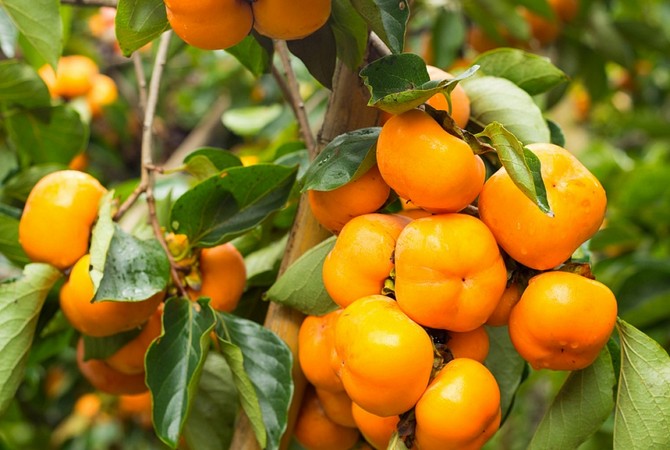 Persimmon. Grandir à la maison. Prendre soin du kaki à la maison