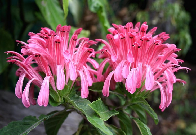 Jacobinia rouge viande