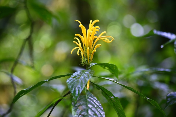 Jacobinia jaune