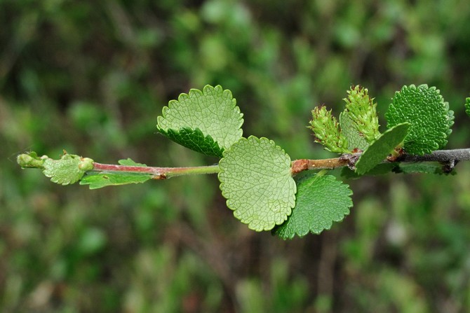 Trucs et astuces pour faire pousser un bouleau nain dans le jardin