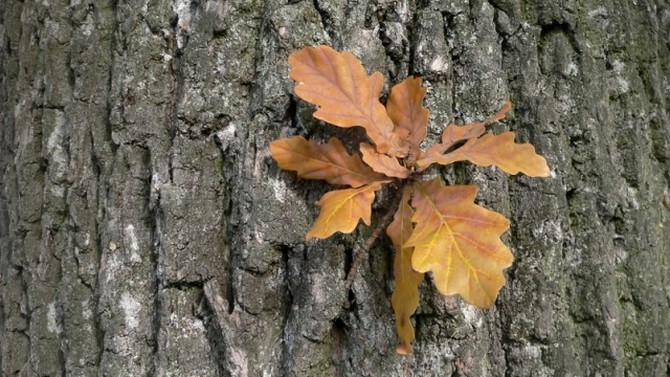 En médecine, l'écorce et les feuilles de chêne rouge sont utilisées