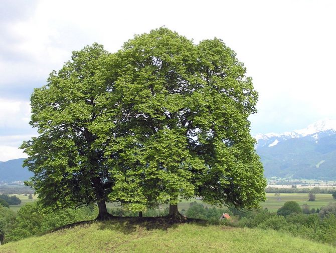 Comment planter et cultiver correctement le tilleul européen de vos propres mains