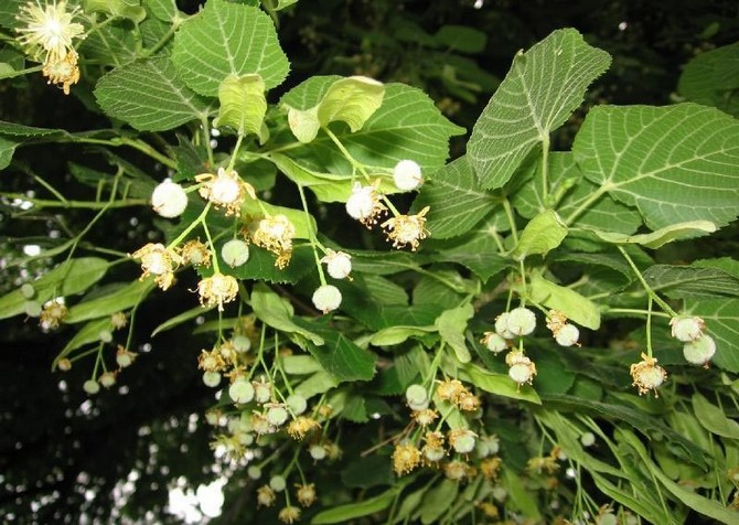 Les fleurs, ainsi que les bourgeons non soufflés, sont récoltés, naturellement, pendant la période de floraison