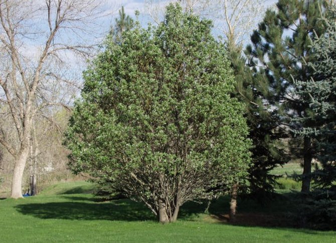 Il existe plus de 30 espèces d'aulnes dans le monde sous forme d'arbres et d'arbustes.