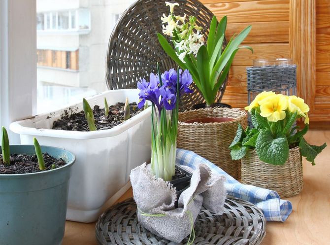 Comment ramener des fleurs à la maison en toute sécurité par temps de gel et de froid