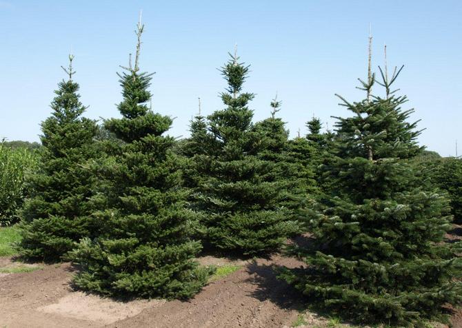 Cet arbre est équipé d'un système racinaire solide qui s'enfonce profondément dans le sol.