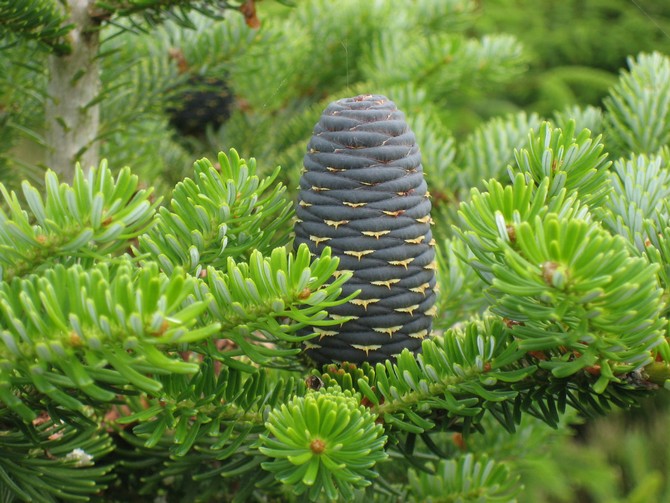 Sapin de Corée: photo, description de l'arbre, utilisation en aménagement paysager