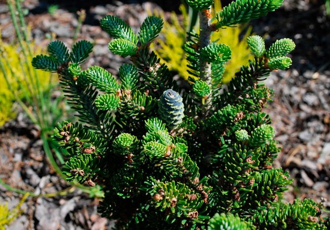 Reproduction de sapin de Corée