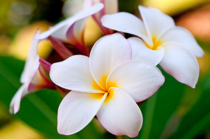 Plumeria. Soins à domicile