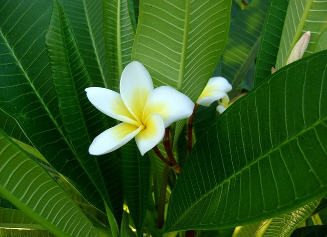 Plantation et reproduction d'une fleur de frangipanier