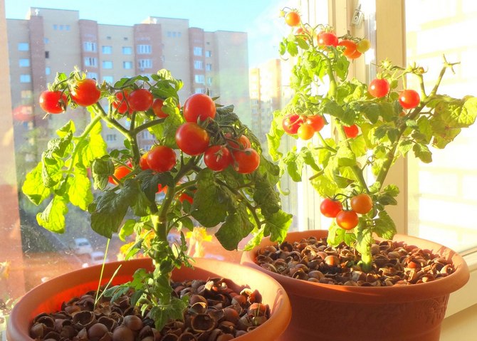 Comment faire pousser des tomates sur un rebord de fenêtre