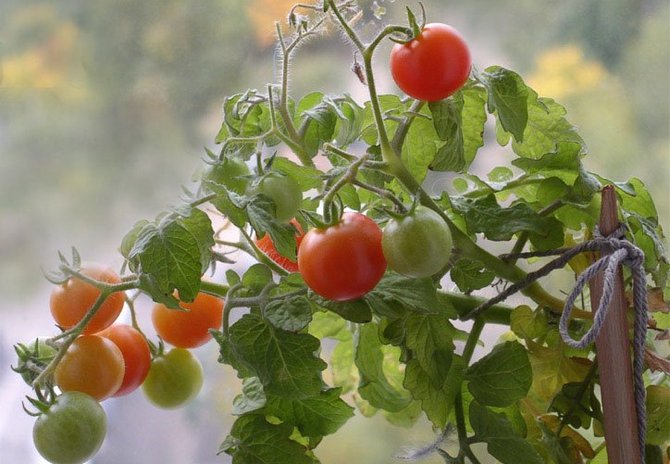 Trucs et astuces pour faire pousser des tomates sur un rebord de fenêtre à la maison