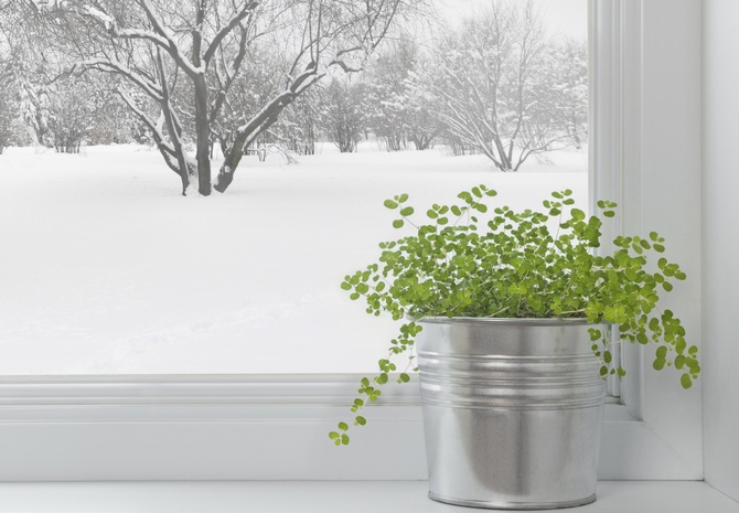 Plantes d'intérieur en hiver