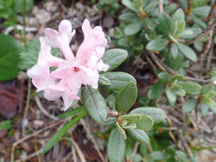 Rhododendron Adams