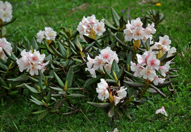 Rhododendron du Caucase