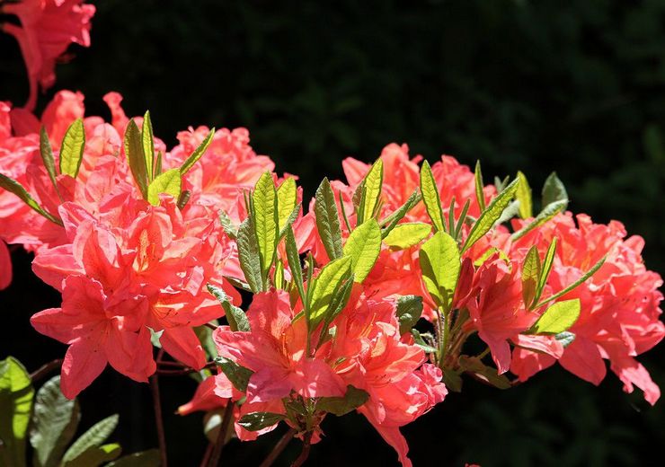 Rhododendron japonais