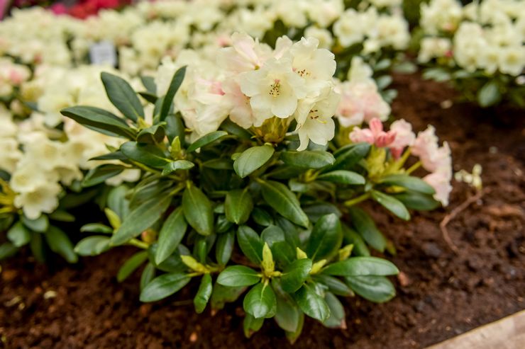 Top dressing de rhododendron