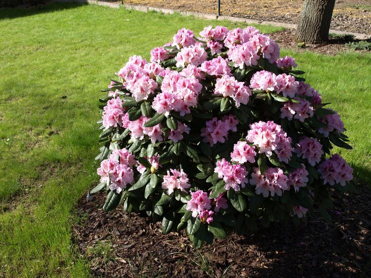 Cultiver du rhododendron en banlieue